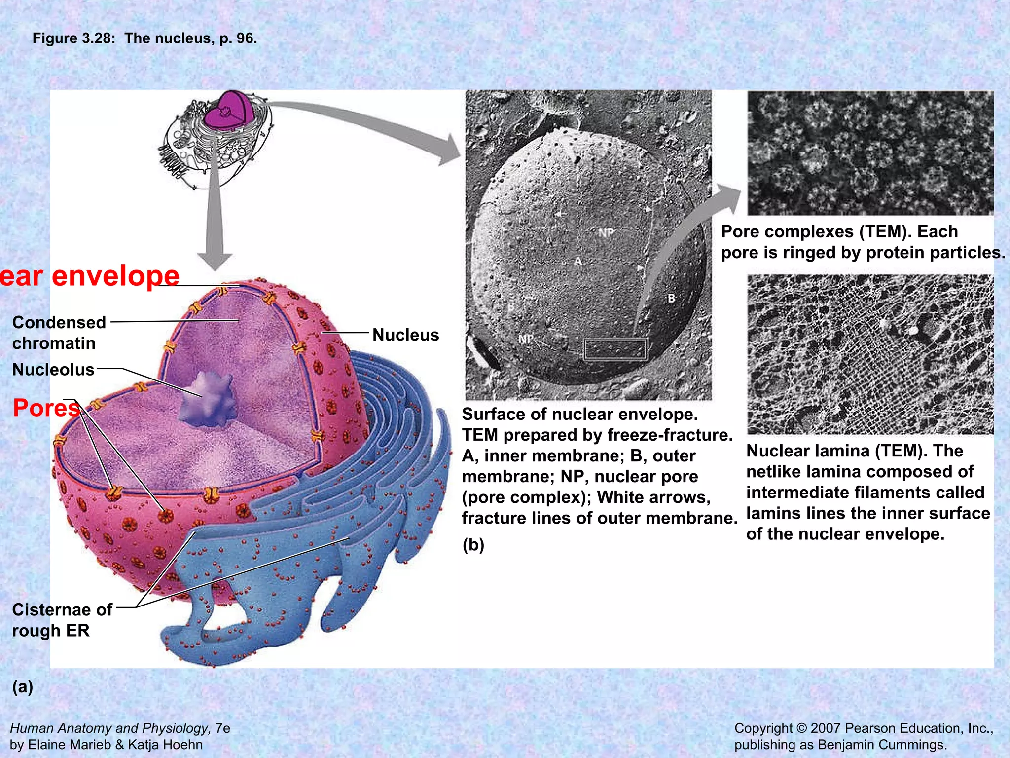 Figure 3.28:  The nucleus, p. 96. Condensed chromatin  Nuclear envelope Nucleus Surface of nuclear envelope. TEM prepared by freeze-fracture.  A, inner membrane; B, outer  membrane; NP, nuclear pore  (pore complex); White arrows,  fracture lines of outer membrane. Pore complexes (TEM). Each pore is ringed by protein particles.  Nuclear lamina (TEM). The netlike lamina composed of  intermediate filaments called  lamins lines the inner surface  of the nuclear envelope. Nucleolus Pores Cisternae of rough ER  (a) (b) 