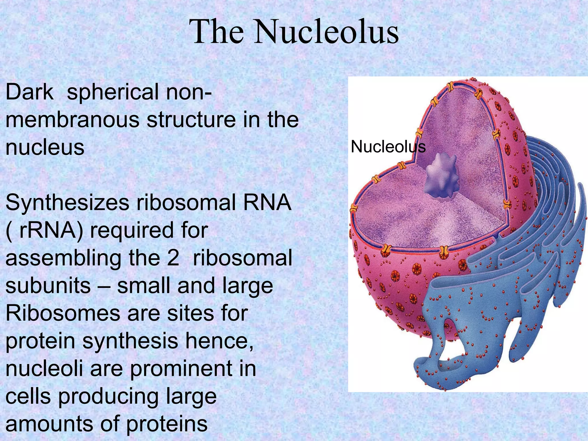 The Nucleolus Nucleolus Dark  spherical non- membranous structure in the nucleus Synthesizes ribosomal RNA ( rRNA) required for assembling the 2  ribosomal subunits – small and large  Ribosomes are sites for protein synthesis hence, nucleoli are prominent in cells producing large amounts of proteins 