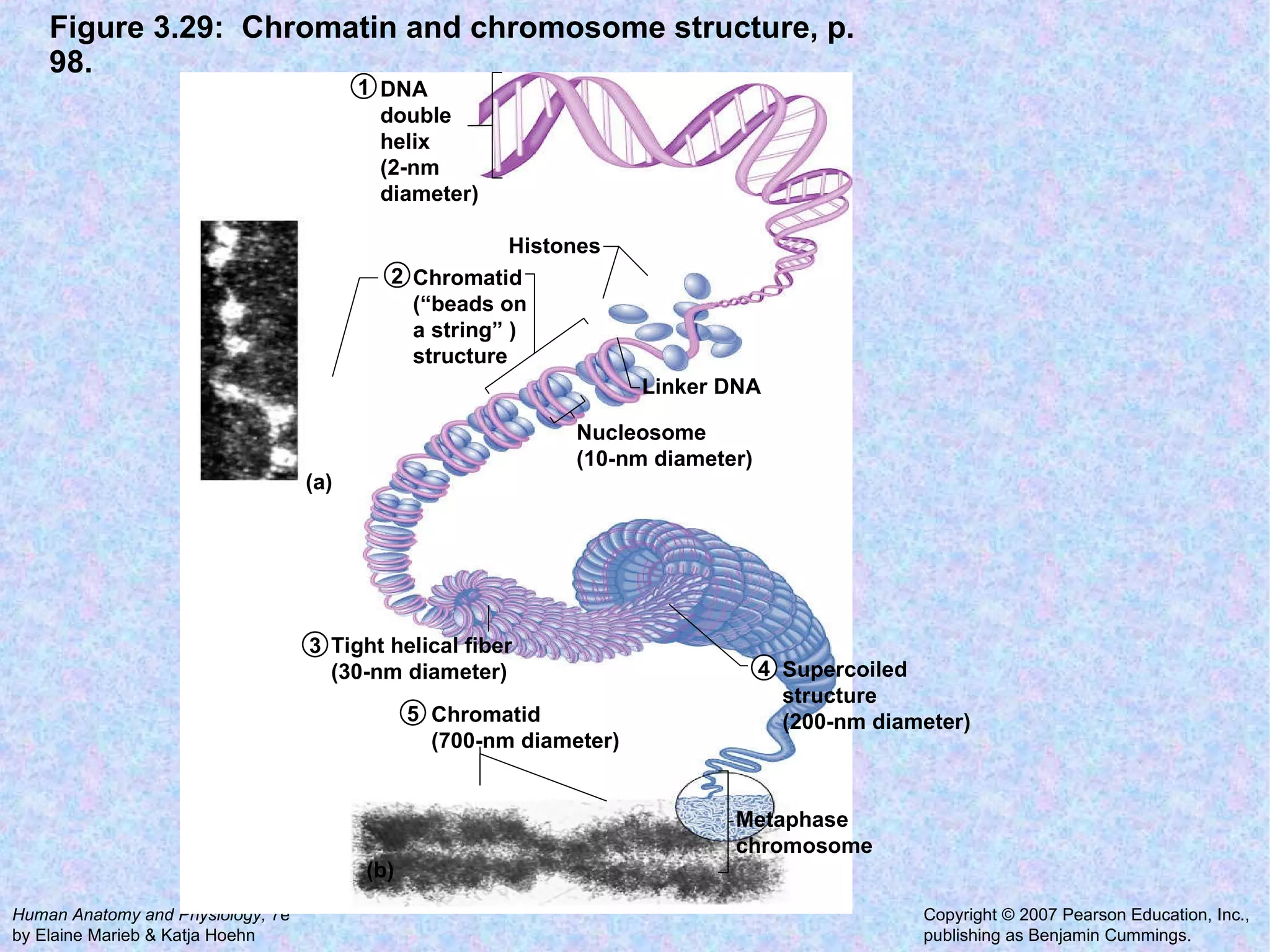 Figure 3.29:  Chromatin and chromosome structure, p. 98. Metaphase chromosome Supercoiled structure (200-nm diameter) Tight helical fiber (30-nm diameter) Chromatid (700-nm diameter) Nucleosome (10-nm diameter) Linker DNA Chromatid (“beads on a string” ) structure Histones DNA double helix (2-nm diameter) (a) (b) 1 2 3 5 4 