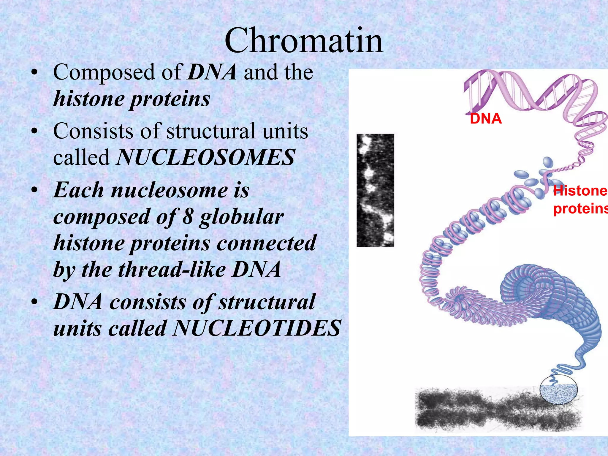 Chromatin Composed of  DNA  and the  histone proteins Consists of structural units called  NUCLEOSOMES Each nucleosome is composed of 8 globular histone proteins connected by the thread-like DNA DNA consists of structural units called NUCLEOTIDES DNA Histone proteins 