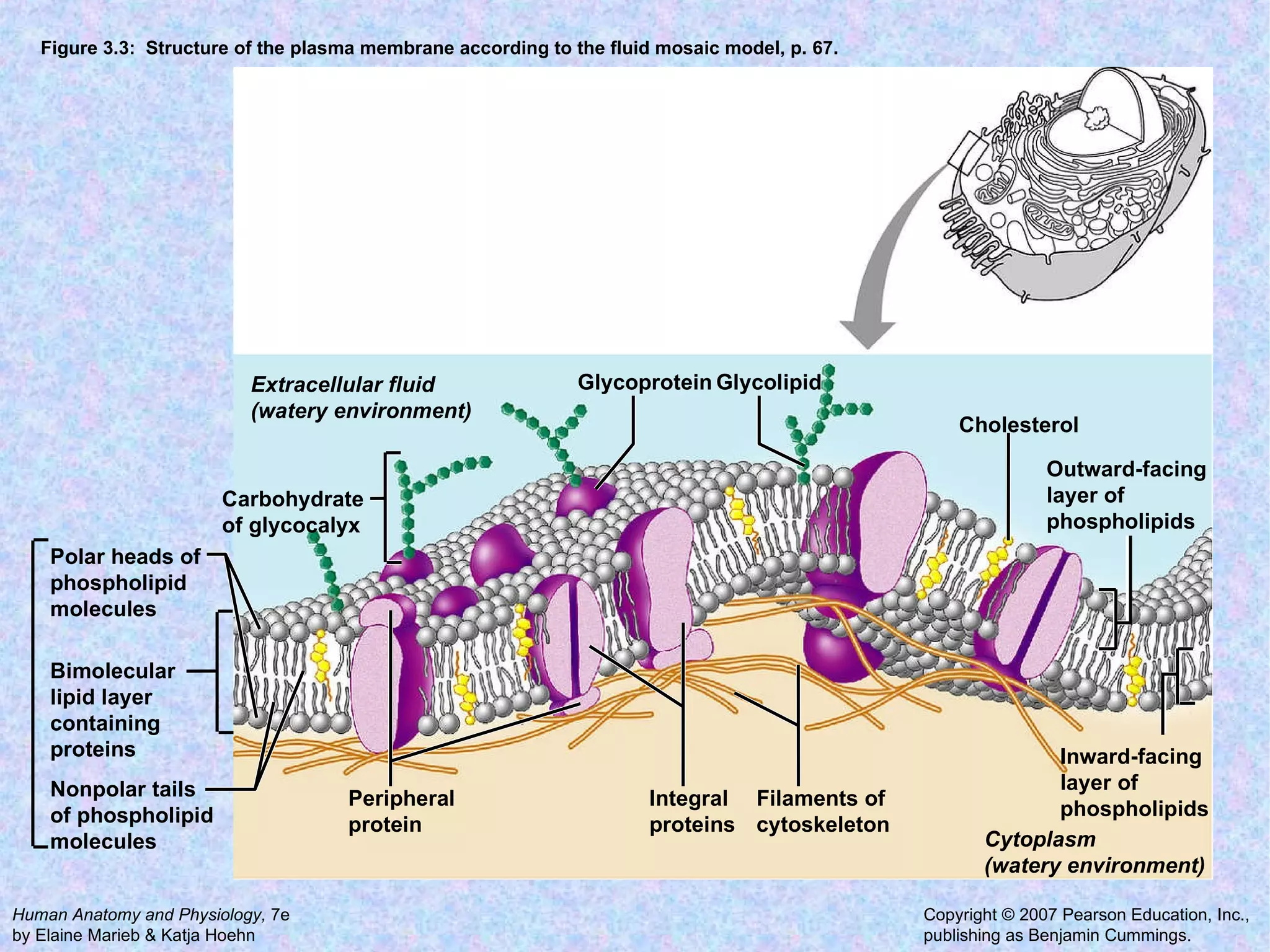 Figure 3.3:  Structure of the plasma membrane according to the fluid mosaic model, p. 67. Bimolecular lipid layer containing proteins Polar heads of phospholipid molecules Nonpolar tails of phospholipid molecules Filaments of cytoskeleton Cytoplasm (watery environment) Glycoprotein Cholesterol Outward-facing layer of phospholipids Inward-facing layer of phospholipids Extracellular fluid (watery environment) Glycolipid Peripheral protein Integral proteins Carbohydrate of glycocalyx 