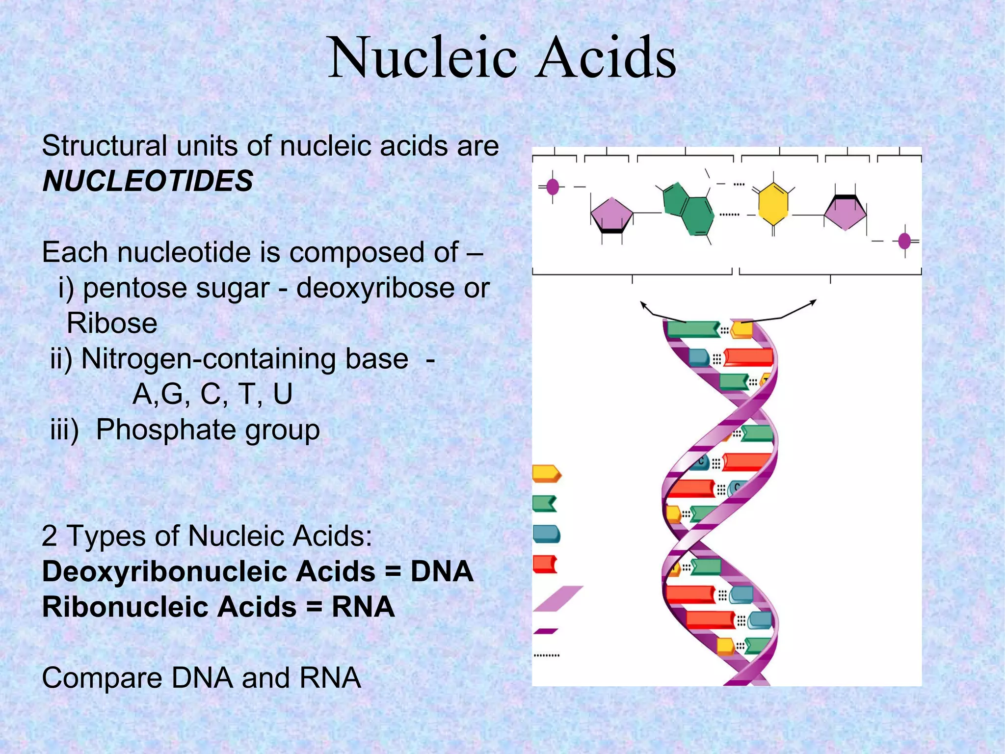 Nucleic Acids Structural units of nucleic acids are  NUCLEOTIDES Each nucleotide is composed of – i) pentose sugar - deoxyribose or  Ribose ii) Nitrogen-containing base  - A,G, C, T, U iii)  Phosphate group 2 Types of Nucleic Acids:  Deoxyribonucleic Acids = DNA Ribonucleic Acids = RNA Compare DNA and RNA 