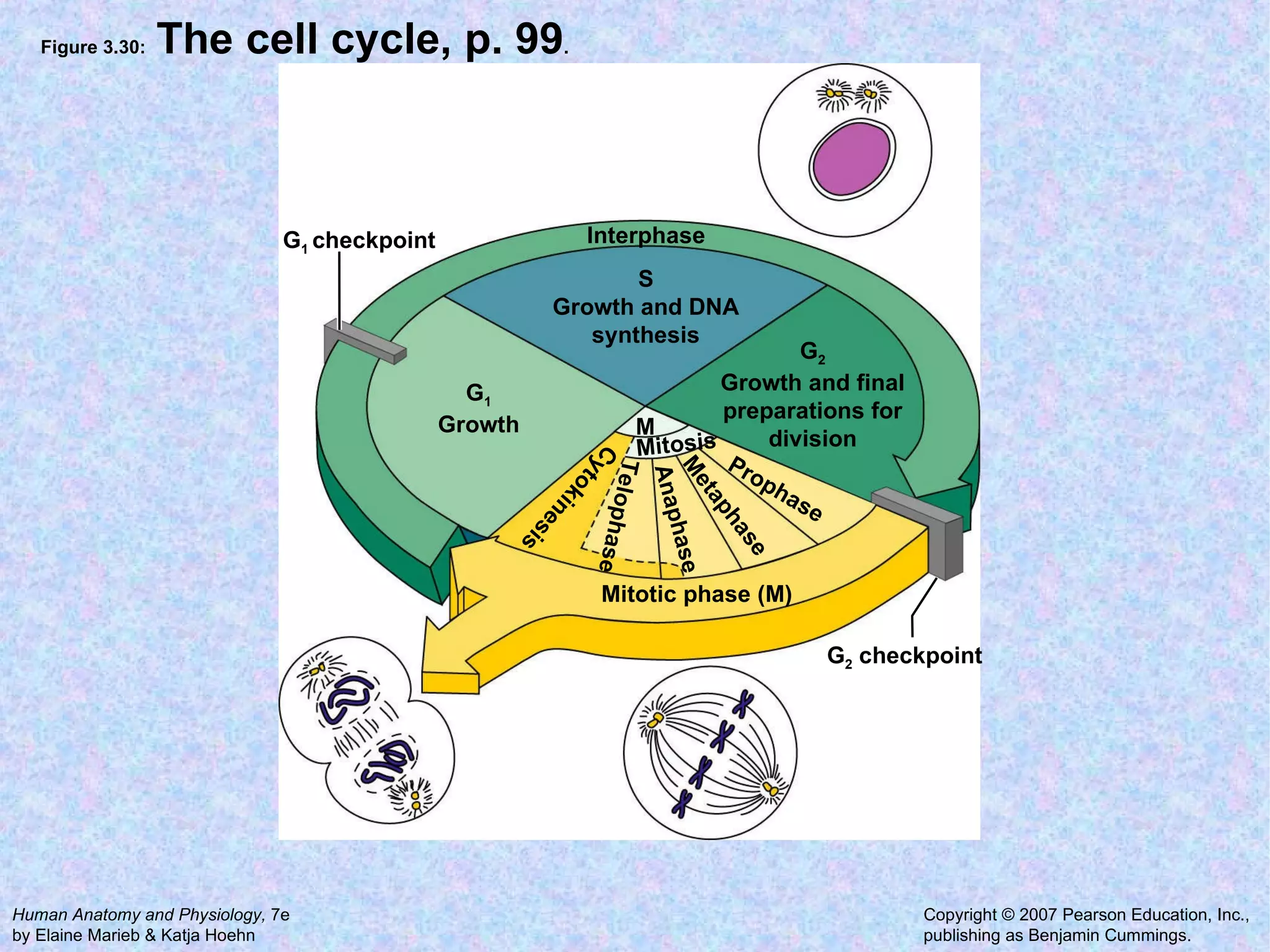 Figure 3.30:  The cell cycle, p. 99 . G 1 Growth S Growth and DNA synthesis G 2 Growth and final preparations for division M G 2  checkpoint G 1  checkpoint Interphase Cytokinesis Mitosis Telophase Anaphase Metaphase Prophase Mitotic phase (M) 