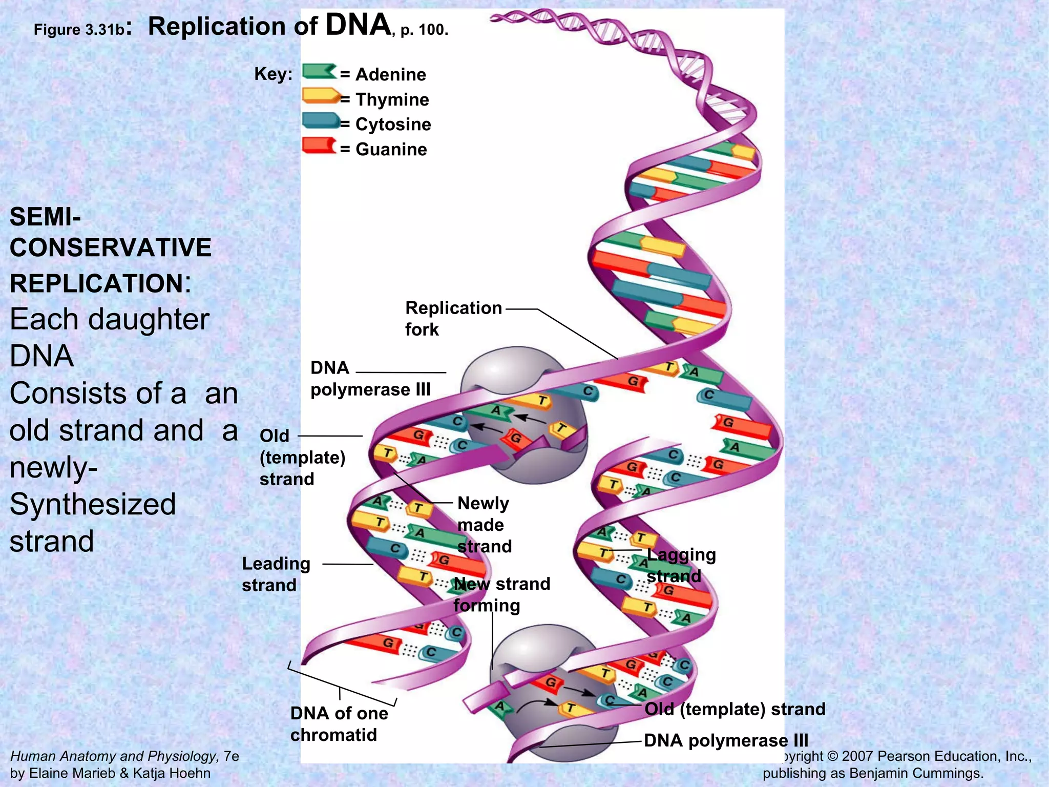 Figure 3.31b :  Replication of  DNA , p. 100. Leading strand  Replication fork  DNA polymerase III DNA polymerase III Lagging strand  Key: = Adenine = Thymine = Cytosine = Guanine New strand forming Old (template) strand Old (template) strand Newly made strand  DNA of one chromatid  SEMI-CONSERVATIVE  REPLICATION : Each daughter DNA  Consists of a  an old strand and  a newly- Synthesized strand  