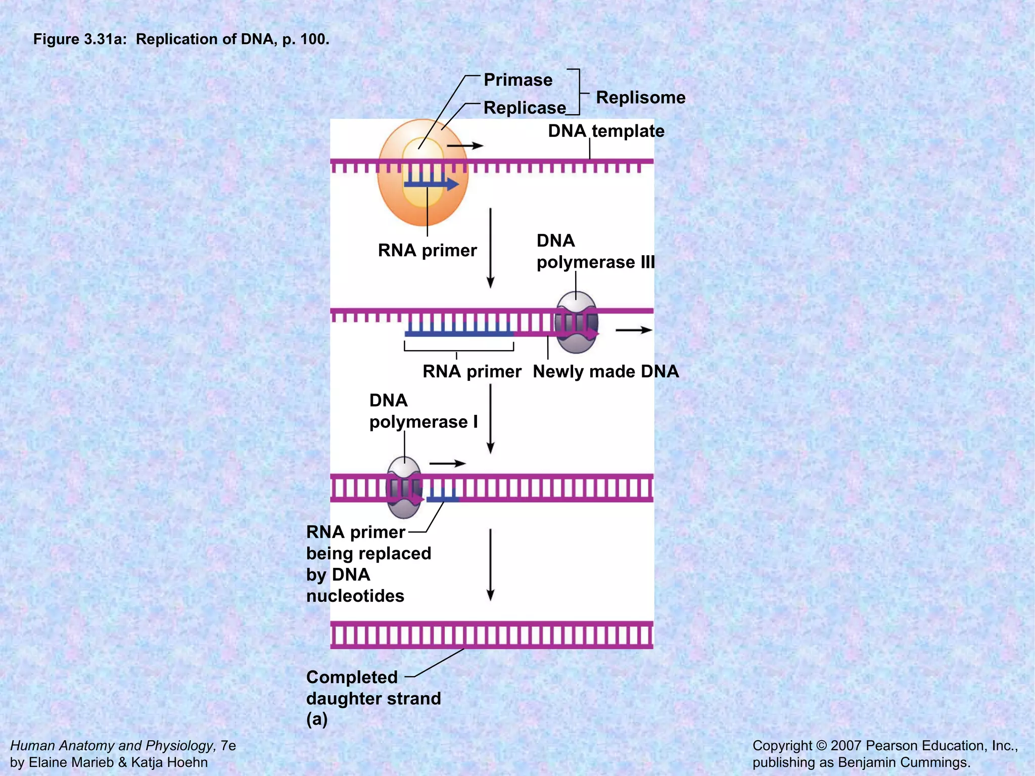 Figure 3.31a:  Replication of DNA, p. 100. Primase Replisome DNA template RNA primer RNA primer RNA primer being replaced by DNA nucleotides Completed daughter strand DNA polymerase III DNA polymerase I Newly made DNA Replicase (a) 
