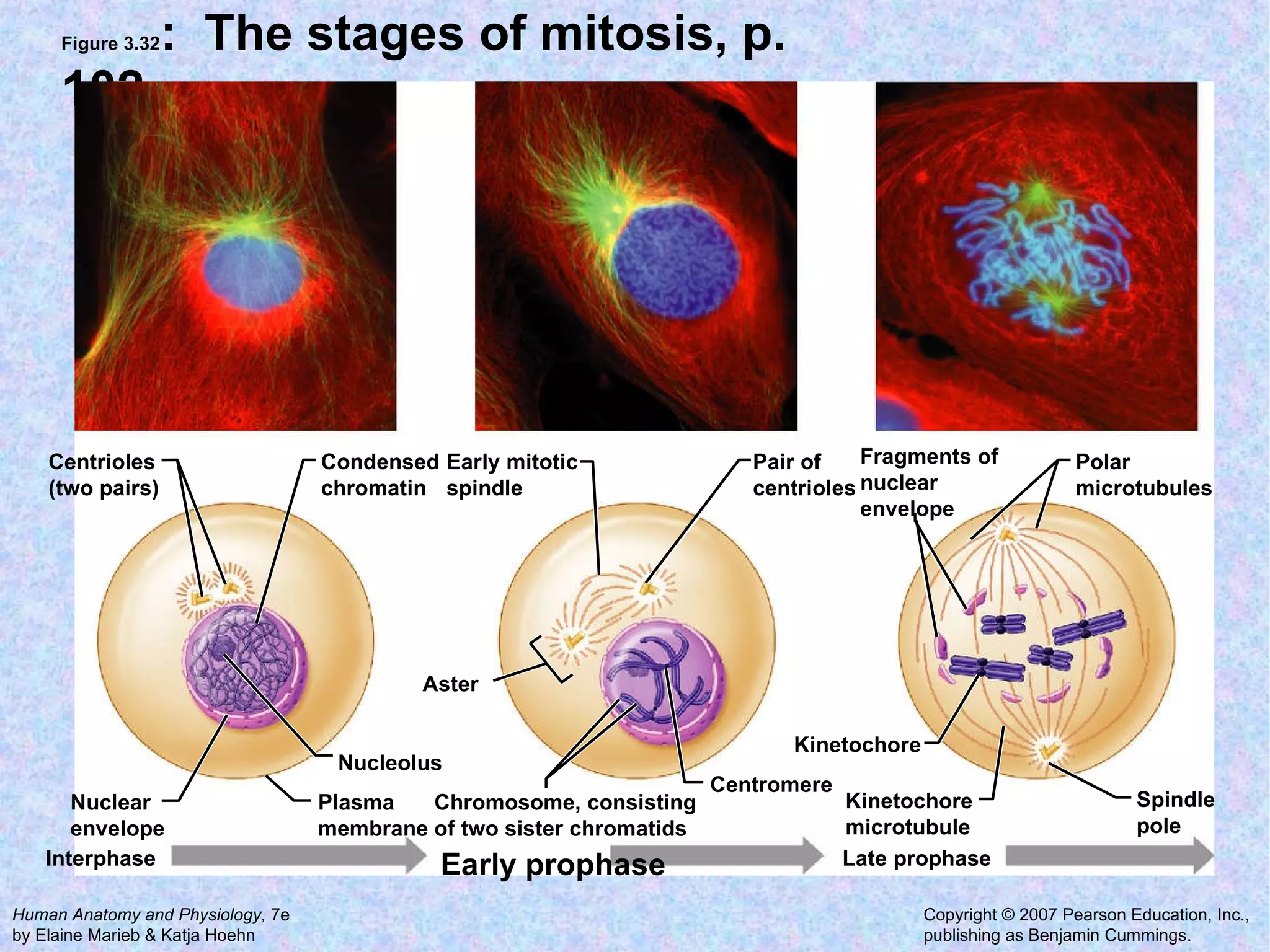 Figure 3.32 :  The stages of mitosis, p. 102 . Interphase Early prophase Late prophase Centrioles (two pairs) Nucleolus Nuclear envelope Plasma membrane Condensed chromatin Early mitotic spindle Pair of centrioles Centromere Chromosome, consisting of two sister chromatids Aster Fragments of nuclear envelope Kinetochore microtubule Spindle pole Kinetochore Polar microtubules  