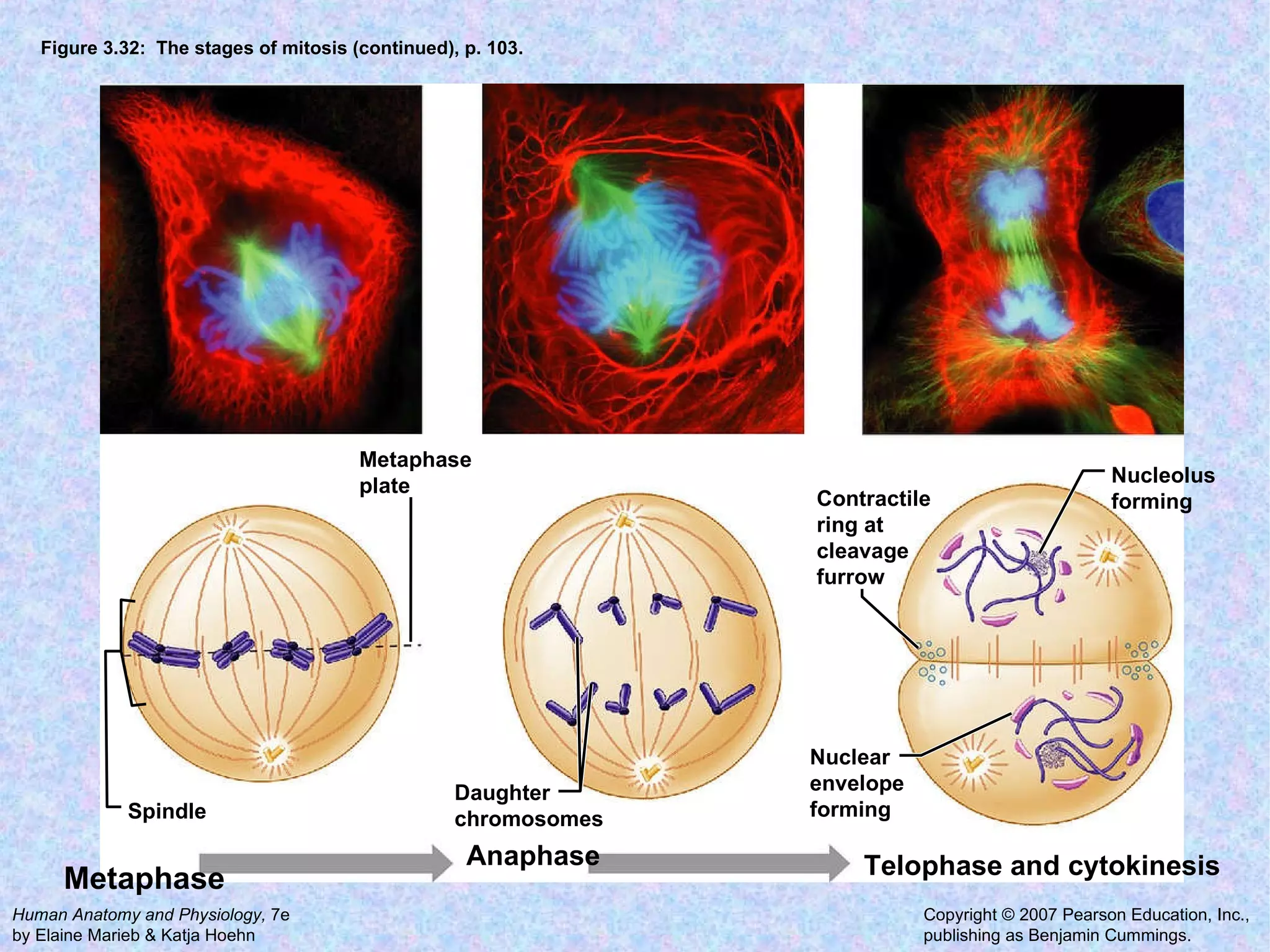 Figure 3.32:  The stages of mitosis (continued), p. 103. Metaphase plate Nucleolus forming Nuclear envelope forming Contractile ring at cleavage furrow Spindle Daughter chromosomes Metaphase Anaphase Telophase and cytokinesis 