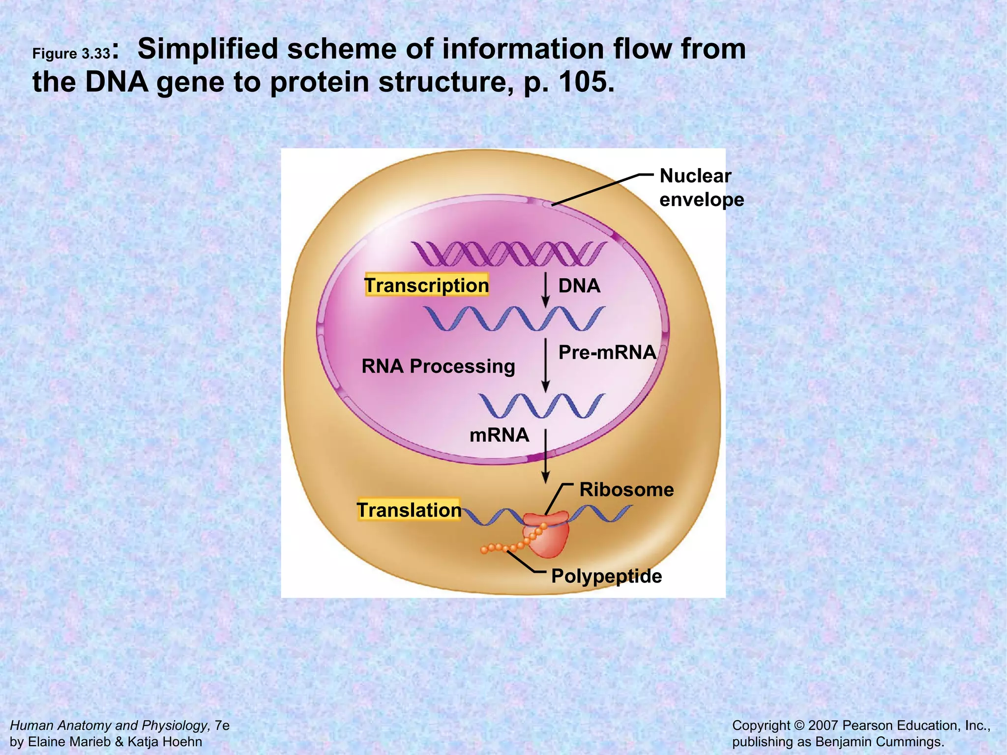 Figure 3.33 :  Simplified scheme of information flow from the DNA gene to protein structure, p. 105. Nuclear envelope  DNA Pre-mRNA mRNA Ribosome Polypeptide Translation RNA Processing Transcription 