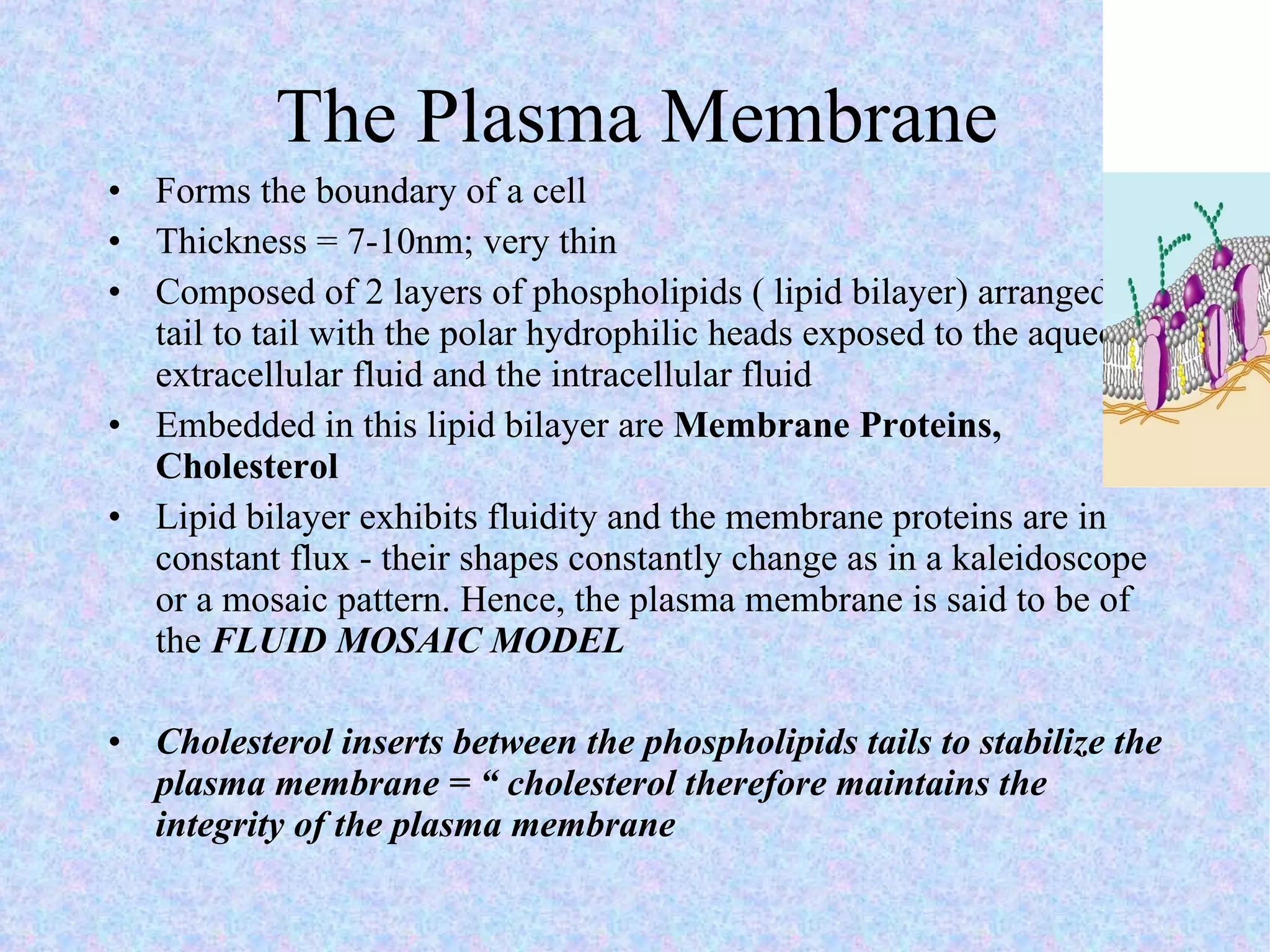 The Plasma Membrane Forms the boundary of a cell Thickness = 7-10nm; very thin Composed of 2 layers of phospholipids ( lipid bilayer) arranged tail to tail with the polar hydrophilic heads exposed to the aqueous extracellular fluid and the intracellular fluid Embedded in this lipid bilayer are  Membrane Proteins, Cholesterol Lipid bilayer exhibits fluidity and the membrane proteins are in constant flux - their shapes constantly change as in a kaleidoscope or a mosaic pattern. Hence, the plasma membrane is said to be of the  FLUID MOSAIC MODEL  Cholesterol inserts between the phospholipids tails to stabilize the plasma membrane = “ cholesterol therefore maintains the integrity of the plasma membrane  