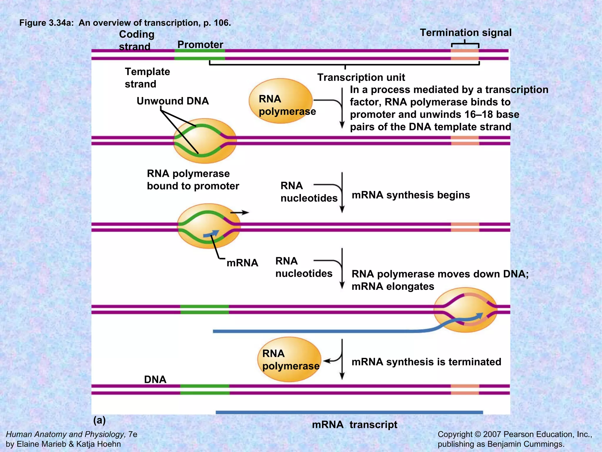 Figure 3.34a:  An overview of transcription, p. 106. Coding strand Template strand Promoter Termination signal Transcription unit In a process mediated by a transcription factor, RNA polymerase binds to promoter and unwinds 16–18 base pairs of the DNA template strand  RNA polymerase Unwound DNA RNA nucleotides RNA polymerase bound to promoter mRNA synthesis begins RNA polymerase moves down DNA; mRNA elongates RNA nucleotides mRNA synthesis is terminated RNA polymerase mRNA DNA mRNA  transcript (a) 