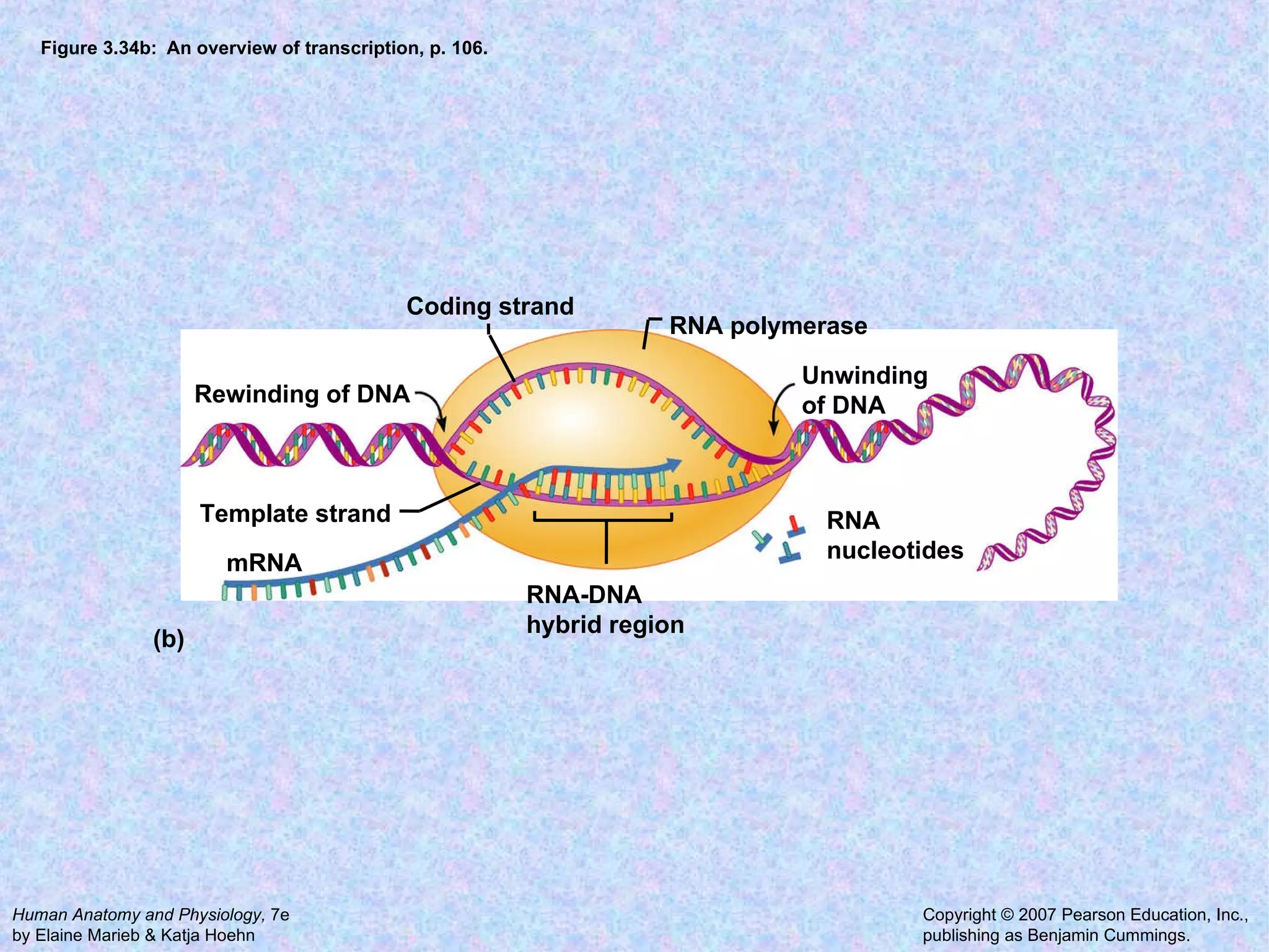 Figure 3.34b:  An overview of transcription, p. 106. RNA nucleotides RNA polymerase Unwinding of DNA Coding strand Rewinding of DNA mRNA RNA-DNA hybrid region Template strand (b) 