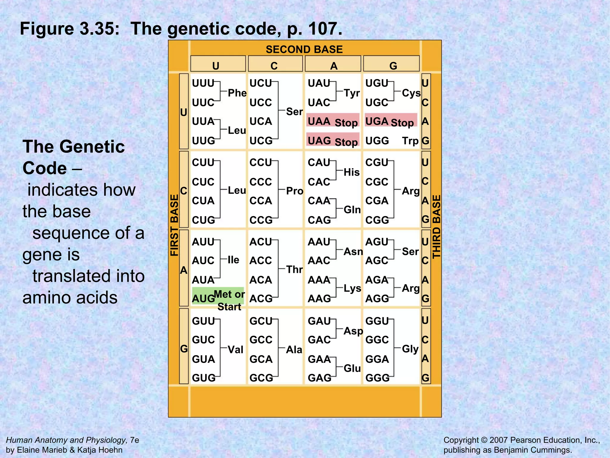 Figure 3.35:  The genetic code, p. 107. SECOND BASE UUG UUA UUC UUU Phe Leu CUG CUA CUC CUU Leu AUA AUC AUU Ile GUG GUA GUC GUU Val UCG UCA UCC UCU Ser CCG CCA CCC CCU Pro ACG ACA ACC ACU Thr GCG GCA GCC GCU Ala UAC UAU Tyr CAG CAA CAC CAU His Gln AAG AAA AAC AAU Asn Lys GAG GAA GAC GAU Asp Glu UGC UGU Cys Trp CGG CGA CGC CGU Arg AGG AGA AGC AGU Ser Arg GGG GGA GGC GGU Gly UAA Stop UGA Stop AUG Met or Start UAG Stop UGG U C A G G A C U G A C U G A C U G A C U U C A G THIRD BASE FIRST BASE The Genetic Code  – indicates how the base sequence of a gene is translated into amino acids 