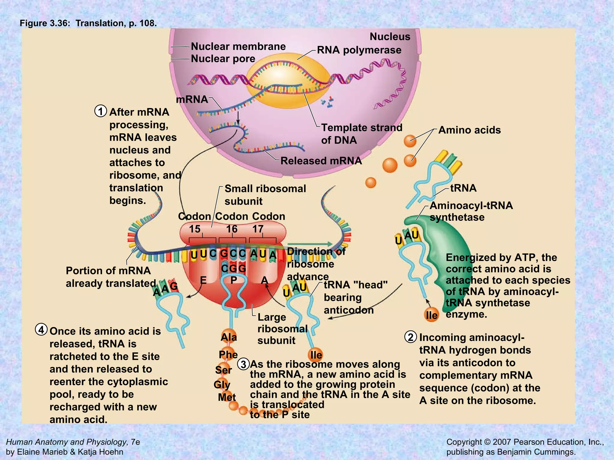 Figure 3.36:  Translation, p. 108. After mRNA  processing,  mRNA leaves  nucleus and  attaches to  ribosome, and  translation  begins. Amino acids tRNA Aminoacyl-tRNA synthetase tRNA "head"  bearing anticodon Large ribosomal subunit Small ribosomal subunit Released mRNA mRNA Template strand of DNA RNA polymerase Nuclear pore Nuclear membrane Portion of mRNA already translated Direction of ribosome advance Nucleus Once its amino acid is  released, tRNA is  ratcheted to the E site  and then released to  reenter the cytoplasmic  pool, ready to be  recharged with a new  amino acid. Incoming aminoacyl- tRNA hydrogen bonds  via its anticodon to  complementary mRNA  sequence (codon) at the  A site on the ribosome. Energized by ATP, the  correct amino acid is  attached to each species  of tRNA by aminoacyl- tRNA synthetase  enzyme. As the ribosome moves along  the mRNA, a new amino acid is  added to the growing protein  chain and the tRNA in the A site  is translocated  to the P site Codon 16 Codon 15 Codon 17 P C G G C C C A U U A U G E A Ile Ala Phe Ser Gly Met Ile A A G U A U U A U 1 4 3 2 