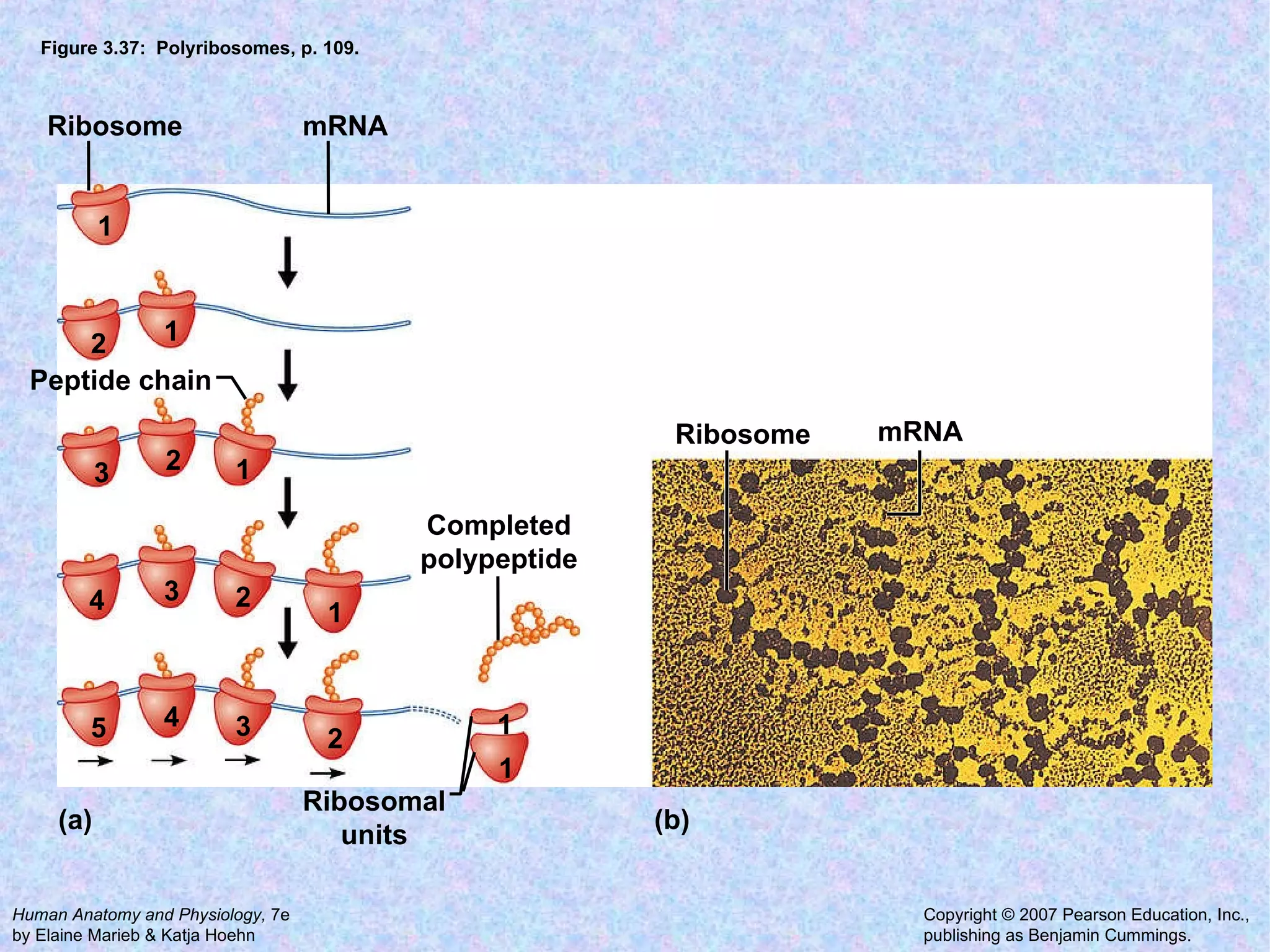 Figure 3.37:  Polyribosomes, p. 109. Ribosome Completed polypeptide Peptide chain Ribosomal units mRNA mRNA Ribosome 1 1 1 1 1 1 2 2 2 2 3 3 3 4 4 5 (a) (b) 