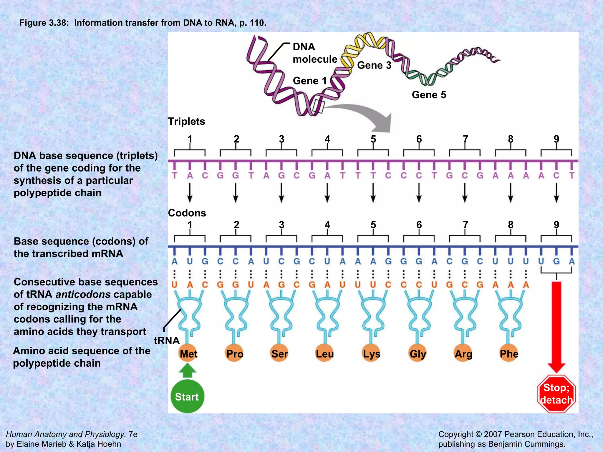 Figure 3.38:  Information transfer from DNA to RNA, p. 110. DNA molecule  Gene 1 Gene 3 Gene 5 DNA base sequence (triplets) of the gene coding for the synthesis of a particular polypeptide chain Base sequence (codons) of the transcribed mRNA Consecutive base sequences of tRNA  anticodons  capable of recognizing the mRNA codons calling for the amino acids they transport Amino acid sequence of the polypeptide chain 1 2 3 4 5 6 7 8 9 Codons Triplets tRNA 1 2 3 4 5 6 7 8 9 Start Stop; detach Met Pro Ser Leu Lys Gly Arg Phe 