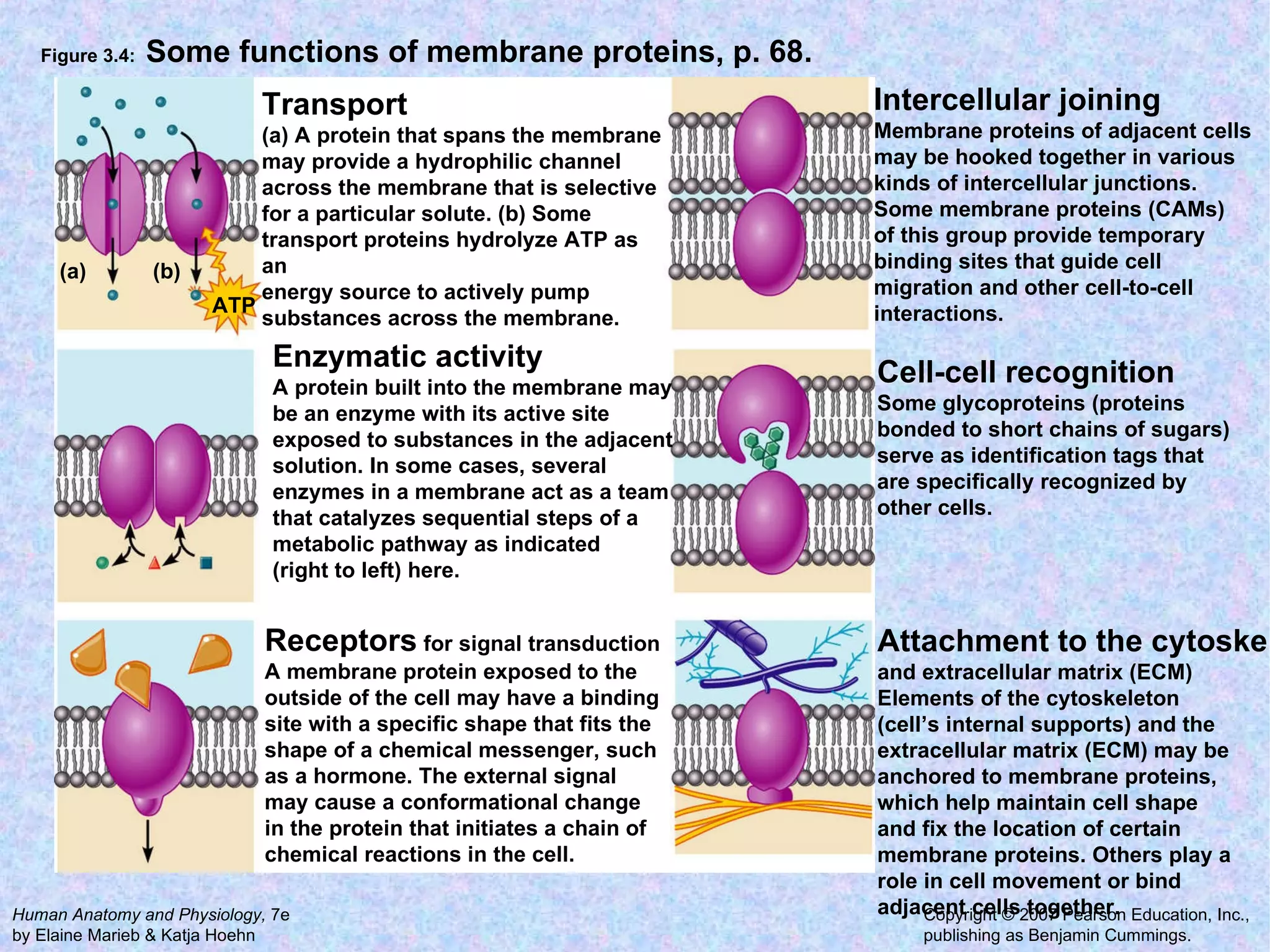 Figure 3.4:  Some functions of membrane proteins, p. 68. Transport (a) A protein that spans the membrane may provide a hydrophilic channel across the membrane that is selective for a particular solute. (b) Some transport proteins hydrolyze ATP as an energy source to actively pump substances across the membrane.  Enzymatic activity A protein built into the membrane may be an enzyme with its active site exposed to substances in the adjacent solution. In some cases, several enzymes in a membrane act as a team that catalyzes sequential steps of a metabolic pathway as indicated (right to left) here. Receptors  for signal transduction A membrane protein exposed to the outside of the cell may have a binding site with a specific shape that fits the shape of a chemical messenger, such as a hormone. The external signal may cause a conformational change in the protein that initiates a chain of chemical reactions in the cell. Intercellular joining Membrane proteins of adjacent cells may be hooked together in various kinds of intercellular junctions. Some membrane proteins (CAMs) of this group provide temporary binding sites that guide cell migration and other cell-to-cell interactions.  Cell-cell recognition Some glycoproteins (proteins bonded to short chains of sugars) serve as identification tags that are specifically recognized by other cells.  Attachment to the cytoskeleton and extracellular matrix (ECM) Elements of the cytoskeleton  (cell’s internal supports) and the extracellular matrix (ECM) may be anchored to membrane proteins, which help maintain cell shape and fix the location of certain membrane proteins. Others play a role in cell movement or bind adjacent cells together.  (a) (b) ATP 