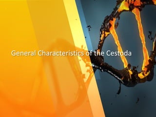 General Characteristics of the Cestoda
 