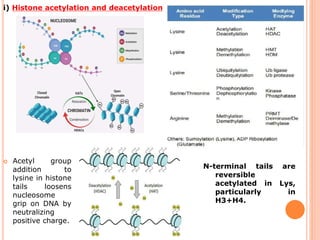 N-terminal tails are
reversible
acetylated in Lys,
particularly in
H3+H4.
 Acetyl group
addition to
lysine in histone
tails loosens
nucleosome
grip on DNA by
neutralizing
positive charge.
i) Histone acetylation and deacetylation
 