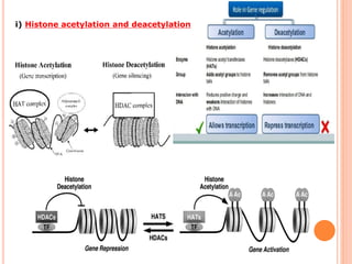 i) Histone acetylation and deacetylation
 