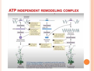 ATP INDEPENDENT REMODELING COMPLEX
 