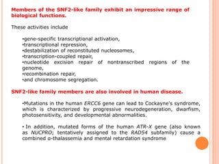 Members of the SNF2-like family exhibit an impressive range of
biological functions.
These activities include
•gene-specific transcriptional activation,
•transcriptional repression,
•destabilization of reconstituted nucleosomes,
•transcription-coupled repair,
•nucleotide excision repair of nontranscribed regions of the
genome,
•recombination repair,
•and chromosome segregation.
SNF2-like family members are also involved in human disease.
•Mutations in the human ERCC6 gene can lead to Cockayne's syndrome,
which is characterized by progressive neurodegeneration, dwarfism,
photosensitivity, and developmental abnormalities.
• In addition, mutated forms of the human ATR-X gene (also known
as NUCPRO; tentatively assigned to the RAD54 subfamily) cause a
combined α-thalassemia and mental retardation syndrome
 
