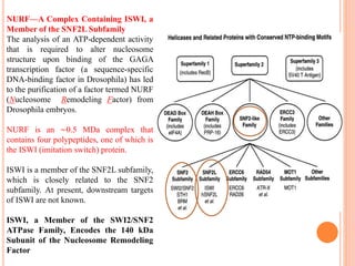 NURF—A Complex Containing ISWI, a
Member of the SNF2L Subfamily
The analysis of an ATP-dependent activity
that is required to alter nucleosome
structure upon binding of the GAGA
transcription factor (a sequence-specific
DNA-binding factor in Drosophila) has led
to the purification of a factor termed NURF
(Nucleosome Remodeling Factor) from
Drosophila embryos.
NURF is an ∼0.5 MDa complex that
contains four polypeptides, one of which is
the ISWI (imitation switch) protein.
ISWI is a member of the SNF2L subfamily,
which is closely related to the SNF2
subfamily. At present, downstream targets
of ISWI are not known.
ISWI, a Member of the SWI2/SNF2
ATPase Family, Encodes the 140 kDa
Subunit of the Nucleosome Remodeling
Factor
 