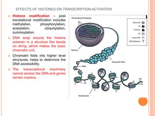 EFFECTS OF HISTONES ON TRANSCRIPTION ACTIVATION
 Histone modification – post
translational modification includes
methylation, phosphorylation,
acetylation, ubiquitylation,
summoylation.
 DNA wrap around the histone
octamer in a structure like beads
on string ,which makes the basic
chromatin unit.
 Chromatin folds into higher level
structures, helps to determine the
DNA accessibility.
 The transcriptional machinery
cannot access the DNA and genes
remain inactive.
 