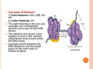  Two types of Histones:
1) Core Histones- H2A, H2B, H3,
H4
2) Linker Histones- H1
 The eight histones in the core are
arranged into a (H3)2(H4)2
tetramer and a pair of H2A-H2B
dimers.
 The tetramer and dimers come
together to form a left- handed
superhelical ramp around which
the DNA wraps.
 Hydrogen bonds between the
DNA backbone and the amide
group on the main chain of
histone proteins.
 