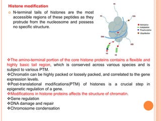 Histone modification
 N-terminal tails of histones are the most
accessible regions of these peptides as they
protrude from the nucleosome and possess
no specific structure.
The amino-terminal portion of the core histone proteins contains a flexible and
highly basic tail region, which is conserved across various species and is
subject to various PTM.
Chromatin can be highly packed or loosely packed, and correlated to the gene
expression levels.
Post-translational modifications(PTM) of histones is a crucial step in
epigenetic regulation of a gene.
Modifications in histone proteins affects the structure of chromatin.
Gene regulation
DNA damage and repair
Chromosome condensation
 