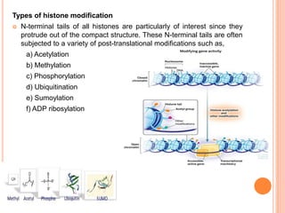 Types of histone modification
 N-terminal tails of all histones are particularly of interest since they
protrude out of the compact structure. These N-terminal tails are often
subjected to a variety of post-translational modifications such as,
a) Acetylation
b) Methylation
c) Phosphorylation
d) Ubiquitination
e) Sumoylation
f) ADP ribosylation
 