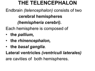 lecture CNS-3anatomy.ppt