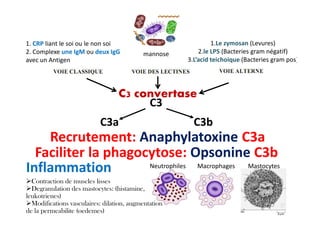 C3
C3a C3b
1.Le zymosan (Levures)
2.le LPS (Bacteries gram négatif)
3.L’acid teichoique (Bacteries gram pos)
mannose
1. CRP liant le soi ou le non soi
2. Complexe une IgM ou deux IgG
avec un Antigen
C3 convertase
Faciliter la phagocytose: Opsonine C3b
C3a C3b
Contraction de muscles lisses
Degranulation des mastocytes: (histamine,
leukotrienes)
Modifications vasculaires: dilation, augmentation
de la permeabilite (oedemes)
Inflammation
Recrutement: Anaphylatoxine C3a
Neutrophiles Macrophages Mastocytes
 