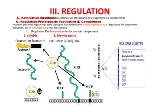 Facteur I
A. Inactivation Spontanée: la demie vie tres courte des fragemets du complément
B. Regulation Proteique de l’activation du Complément
1. Regulation Par Inactivation des facteurs de complement
Plusieurs proteines regulatrices dont la plupart sont codees dans le cluster genique RCA (Regulators of Complement
Activation) sur le chromosome 1 chez les humains
III. REGULATION
1. soluble 2. Membranaire
CR1, MCP (CD46), DAFFacteur I et facteur H
facteur H
 