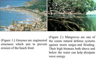 (Figure 1.) Groynes are engineered
structures which aim to prevent
erosion of the beach front
(Figure 2.) Mangroves are one of
the coasts natural defense systems
against storm surges and flooding.
Their high biomass both above and
below the water can help dissipate
wave energy
 