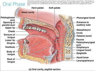 Oral Phase
Voluntary muscles of the face and instrinsic musculature of the tongue move food. The tongue is
innervated by the Hypoglossal nerve (XII). The soft palate, tongue peristalsis, salivary glands, and
facial muscles are coordinated by the facial (VII), glossopharyngeal (IX) and hypoglossal nerves
(XII).
 