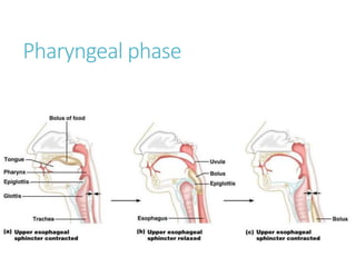Pharyngeal phase
 