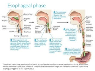 Esophageal phase
Completely involuntary, coordinated peristalsis of esophageal musculature, neural coordination via the autonomous
actions in myenteric plexus off Auerbach. The plexus lies between the longitudinal and circular muscle layers of the
esophagus, triggered by the vagal nucleus.
 