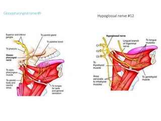 Glossopharyngealnerve#9
Hypoglossal nerve #12
 