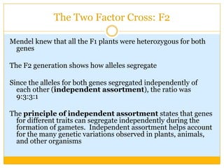 The Two Factor Cross: F2Mendel knew that all the F1 plants were heterozygous for both genesThe F2 generation shows how alleles segregateSince the alleles for both genes segregated independently of each other (independent assortment), the ratio was 9:3:3:1The principle of independent assortment states that genes for different traits can segregate independently during the formation of gametes.  Independent assortment helps account for the many genetic variations observed in plants, animals, and other organisms