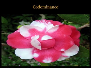 Codominance