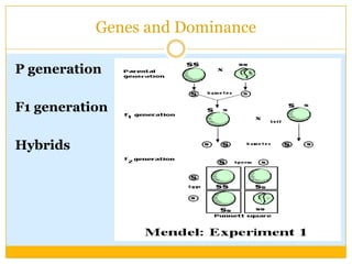 Genes and DominanceP generationF1 generationHybrids