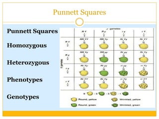 Punnett SquaresPunnett SquaresHomozygousHeterozygousPhenotypesGenotypes