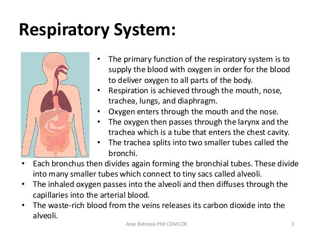 what are the main functions of the respiratory system what are the main functions of the respiratory system