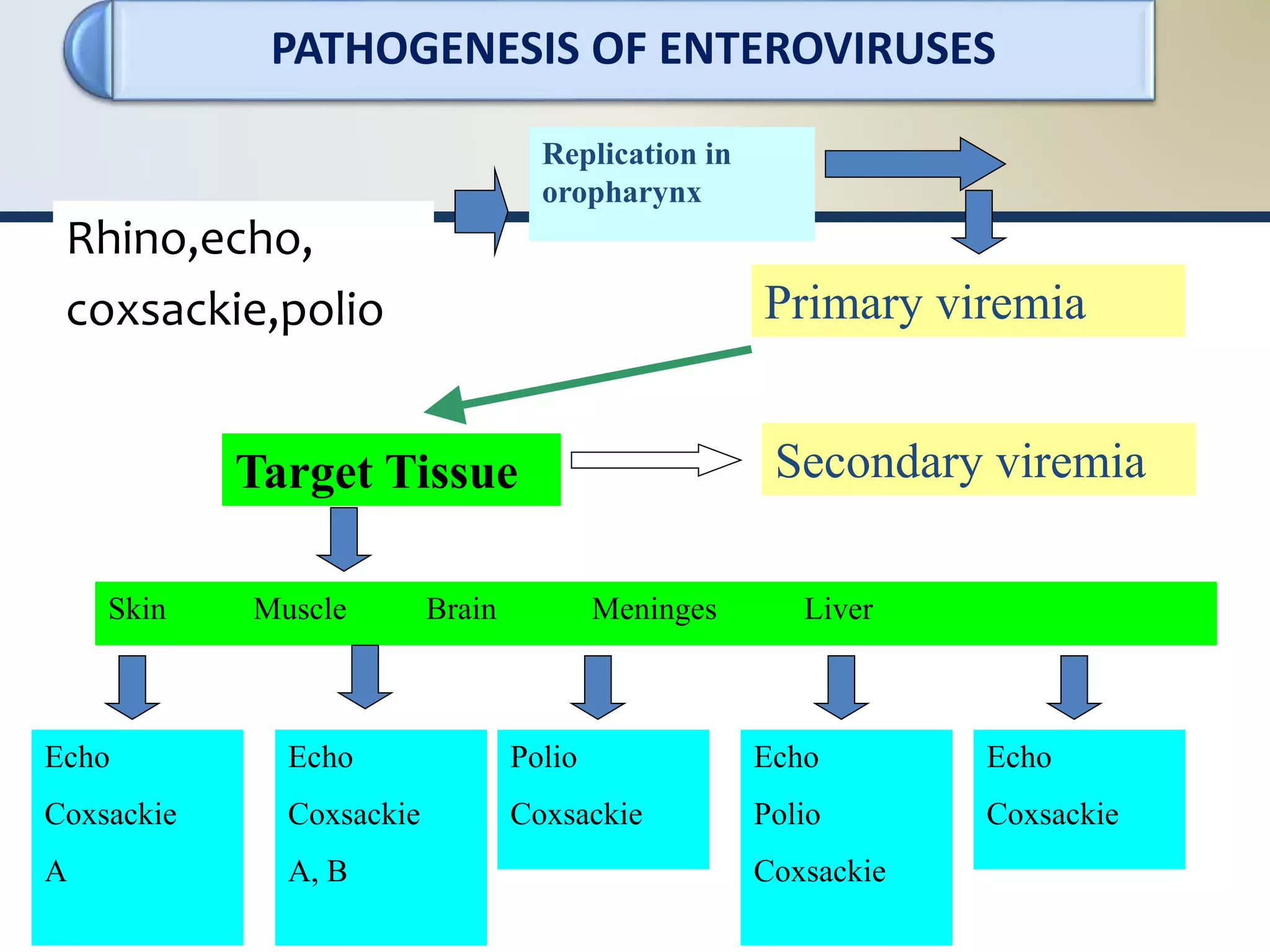 Rhino,echo,
coxsackie,polio
Replication in
oropharynx
Primary viremia
Target Tissue Secondary viremia
Skin Muscle Brain Meninges Liver
Echo
Coxsackie
A
Echo
Coxsackie
A, B
Polio
Coxsackie
Echo
Polio
Coxsackie
Echo
Coxsackie
PATHOGENESIS OF ENTEROVIRUSES