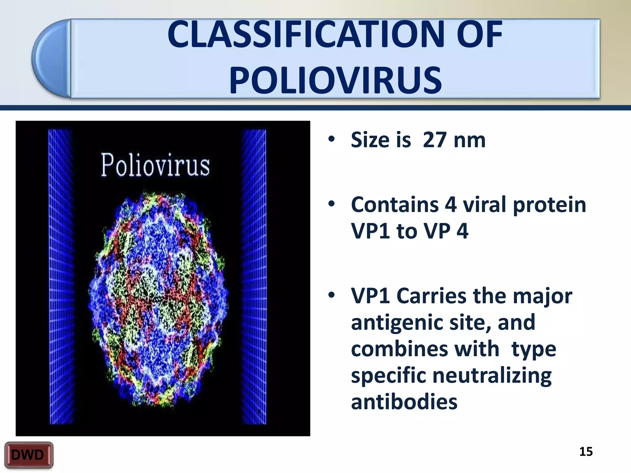 15
CLASSIFICATION OF
POLIOVIRUS
DWD
• Size is 27 nm
• Contains 4 viral protein
VP1 to VP 4
• VP1 Carries the major
antigenic site, and
combines with type
specific neutralizing
antibodies