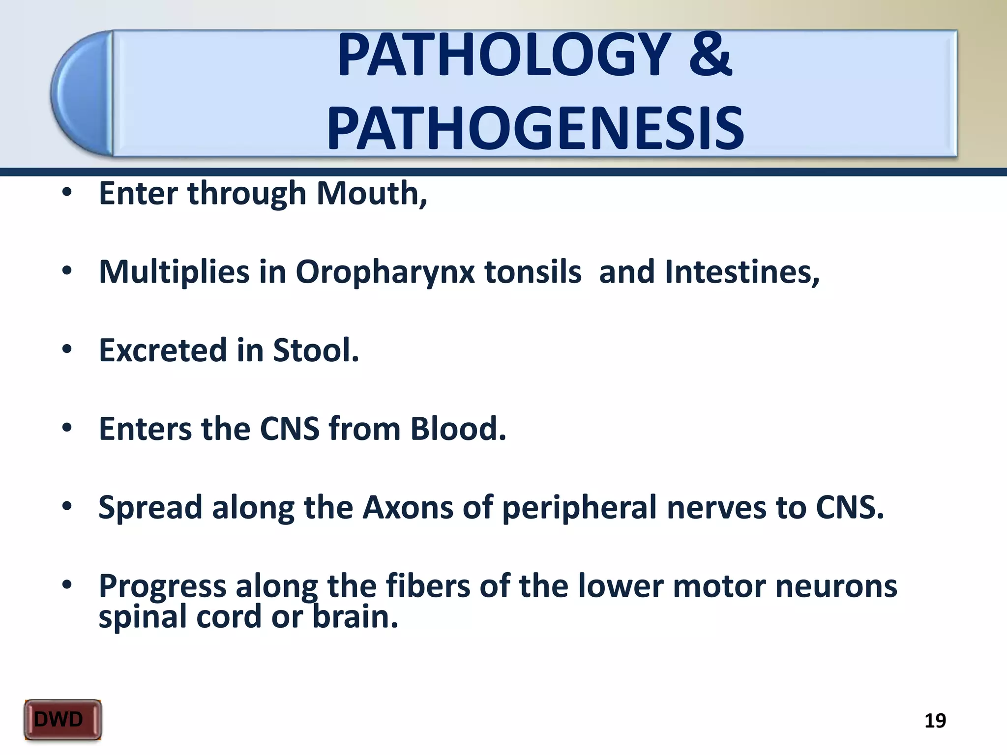 PATHOLOGY &
PATHOGENESIS
19DWD
• Enter through Mouth,
• Multiplies in Oropharynx tonsils and Intestines,
• Excreted in Stool.
• Enters the CNS from Blood.
• Spread along the Axons of peripheral nerves to CNS.
• Progress along the fibers of the lower motor neurons
spinal cord or brain.