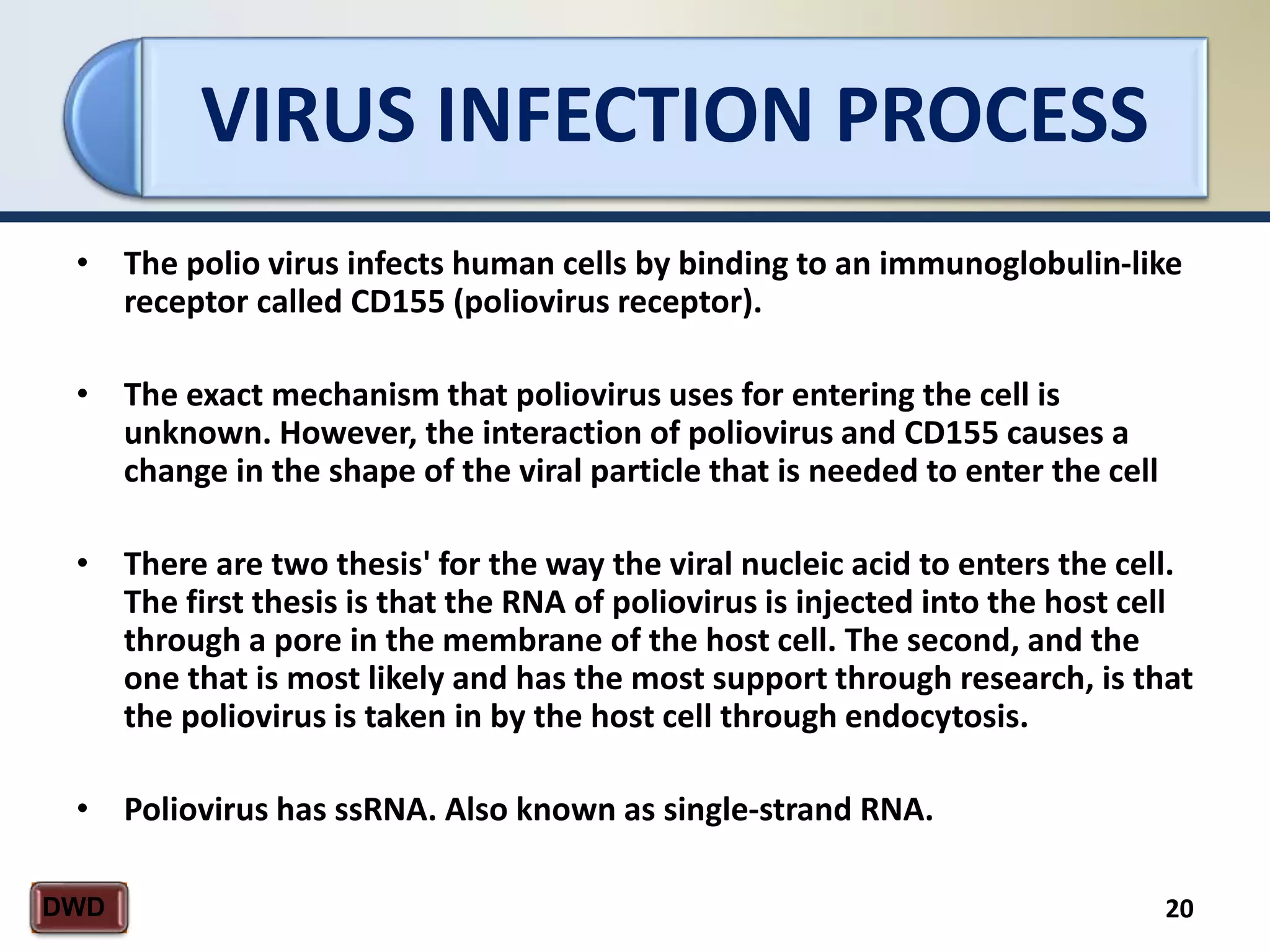 VIRUS INFECTION PROCESS
20DWD
• The polio virus infects human cells by binding to an immunoglobulin-like
receptor called CD155 (poliovirus receptor).
• The exact mechanism that poliovirus uses for entering the cell is
unknown. However, the interaction of poliovirus and CD155 causes a
change in the shape of the viral particle that is needed to enter the cell
• There are two thesis' for the way the viral nucleic acid to enters the cell.
The first thesis is that the RNA of poliovirus is injected into the host cell
through a pore in the membrane of the host cell. The second, and the
one that is most likely and has the most support through research, is that
the poliovirus is taken in by the host cell through endocytosis.
• Poliovirus has ssRNA. Also known as single-strand RNA.
