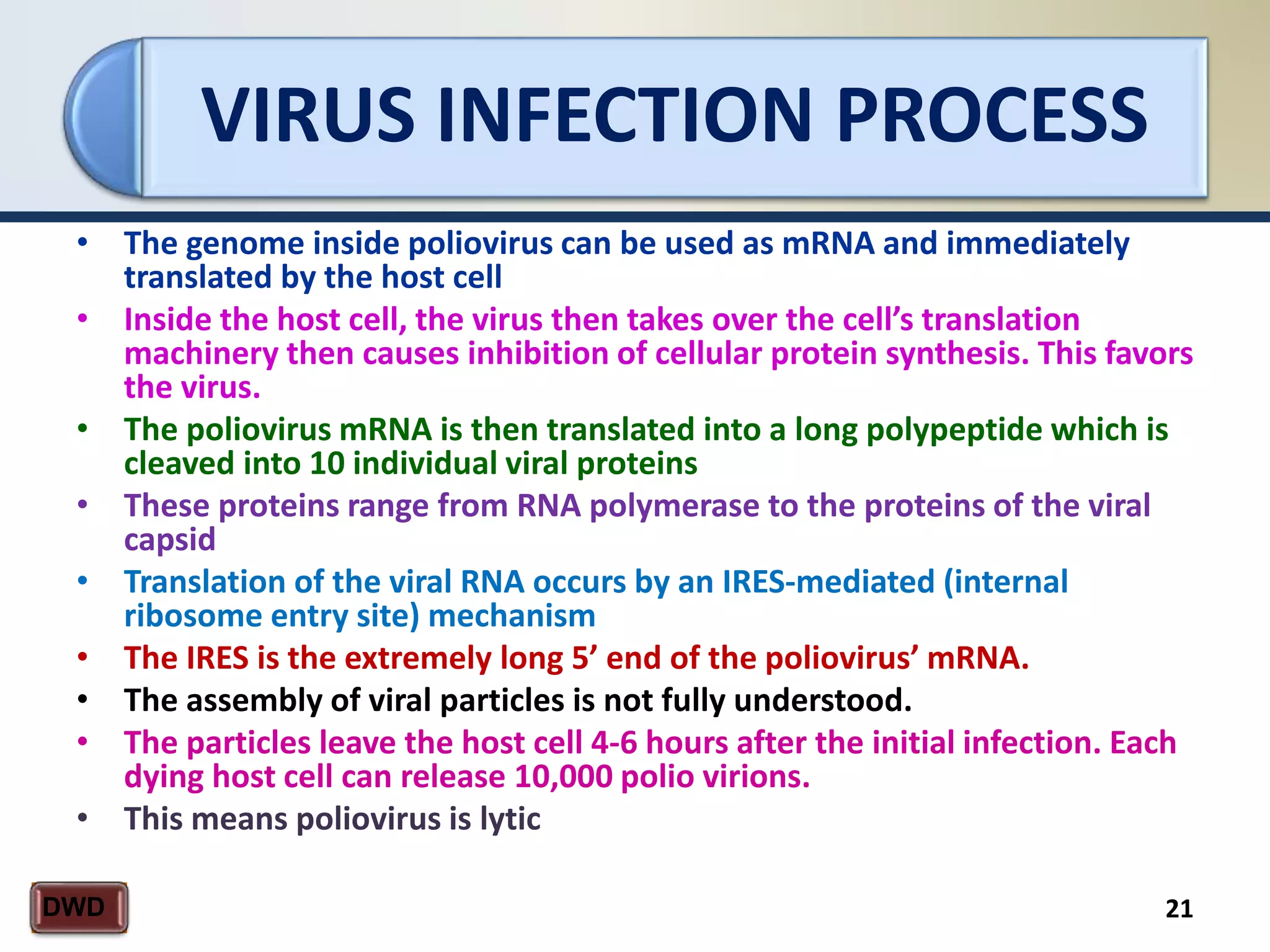 VIRUS INFECTION PROCESS
21DWD
• The genome inside poliovirus can be used as mRNA and immediately
translated by the host cell
• Inside the host cell, the virus then takes over the cell’s translation
machinery then causes inhibition of cellular protein synthesis. This favors
the virus.
• The poliovirus mRNA is then translated into a long polypeptide which is
cleaved into 10 individual viral proteins
• These proteins range from RNA polymerase to the proteins of the viral
capsid
• Translation of the viral RNA occurs by an IRES-mediated (internal
ribosome entry site) mechanism
• The IRES is the extremely long 5’ end of the poliovirus’ mRNA.
• The assembly of viral particles is not fully understood.
• The particles leave the host cell 4-6 hours after the initial infection. Each
dying host cell can release 10,000 polio virions.
• This means poliovirus is lytic