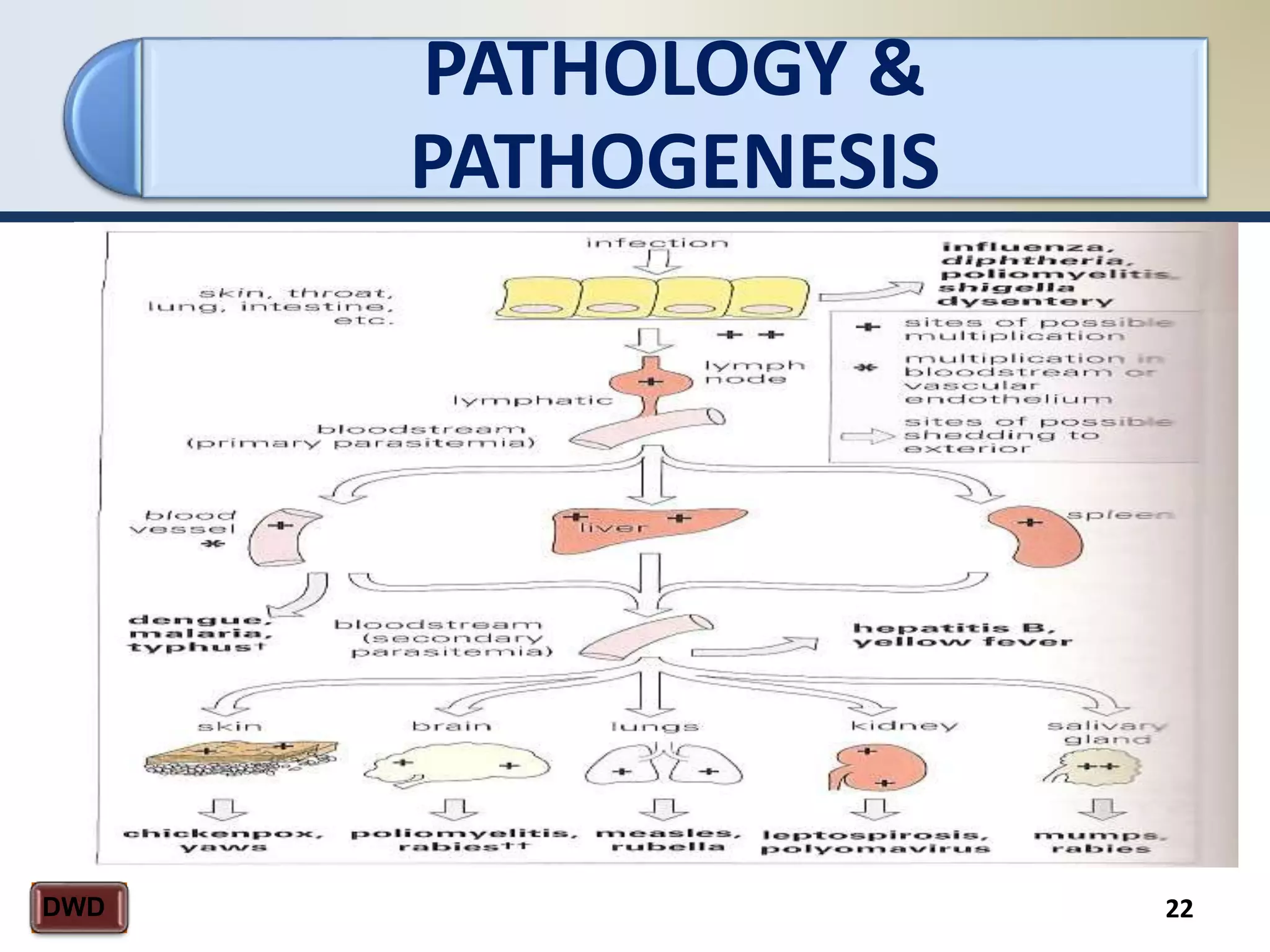 PATHOLOGY &
PATHOGENESIS
22DWD
