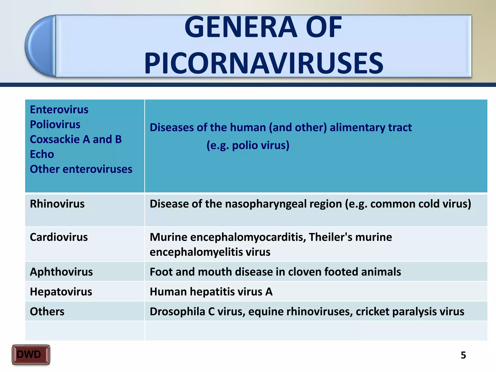 GENERA OF
PICORNAVIRUSES
5DWD
Enterovirus
Poliovirus
Coxsackie A and B
Echo
Other enteroviruses
Diseases of the human (and other) alimentary tract
(e.g. polio virus)
Rhinovirus Disease of the nasopharyngeal region (e.g. common cold virus)
Cardiovirus Murine encephalomyocarditis, Theiler's murine
encephalomyelitis virus
Aphthovirus Foot and mouth disease in cloven footed animals
Hepatovirus Human hepatitis virus A
Others Drosophila C virus, equine rhinoviruses, cricket paralysis virus